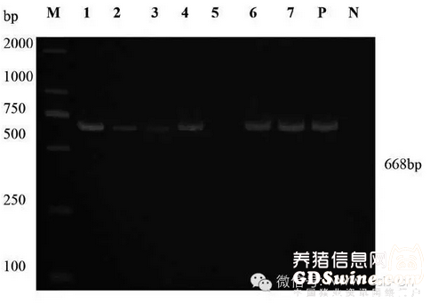 圖2 腹瀉仔豬腸樣病原檢測電泳圖