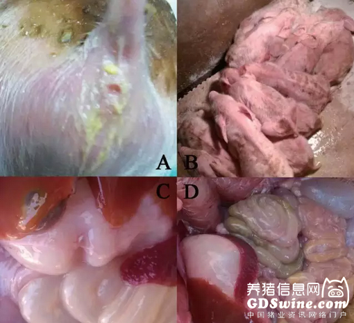 圖1 臨床表現(xiàn)與剖檢變化